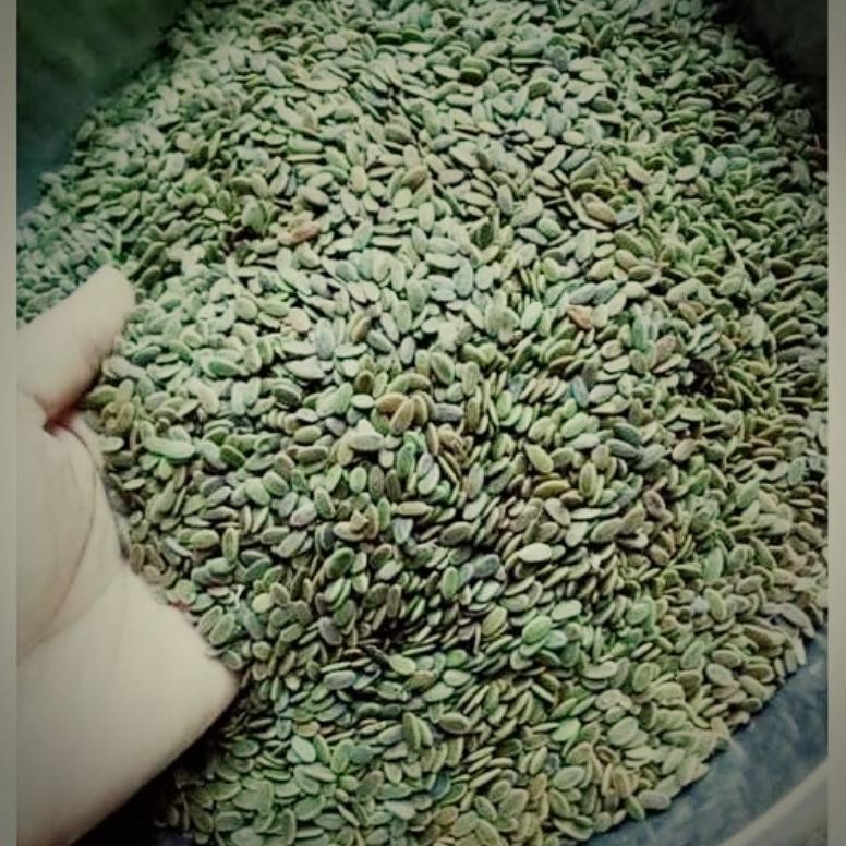 BIJI SENGON LAUT / BENIH SENGON LAUT 1 KG / BENIH SENGON LAUT PREMIUM