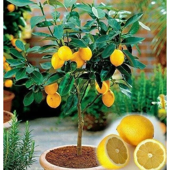 

BIBIT TANAMAN BUAH JERUK LEMON IMPOR ATZ FRESS