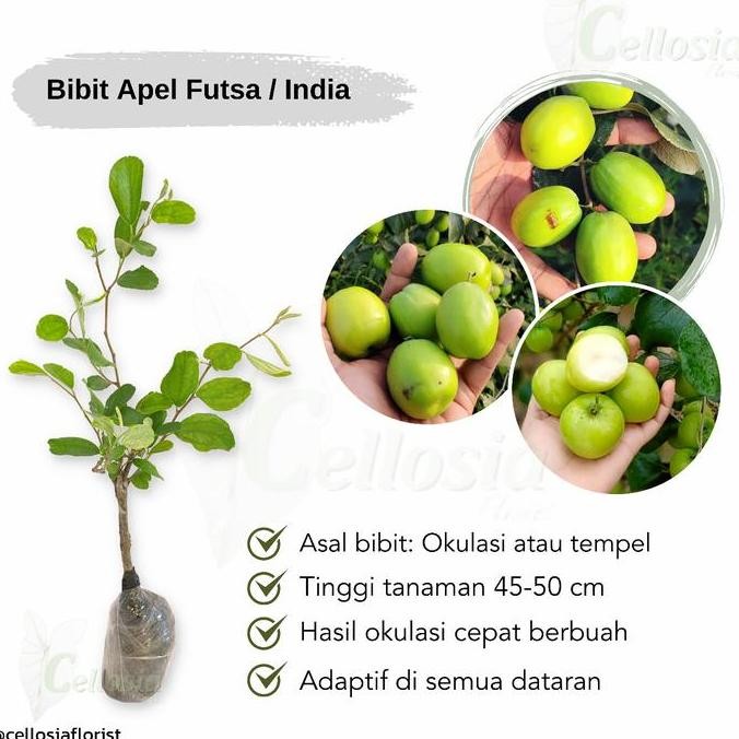 

Bibit Tanaman Buah Apel Putsa / Futsa (Apel India) FRESS