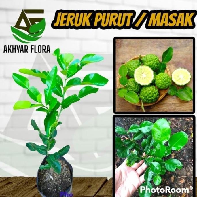 

READY STOK! Bibit Jeruk Purut Pohon Jeruk Purut Tanaman Buah Jeruk Purut Jeruk Masak FRESS