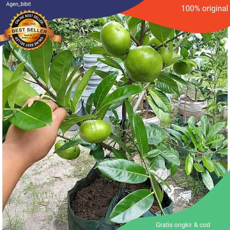NEW Bibit Black Sapote Jumbo Cangkok Asli Okulasi / Sawo Mexico ( Sawo Hitam )