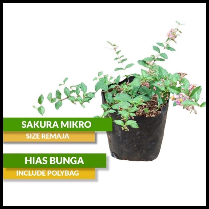 TANAMAN BUNGA SAKURA MINI//SAKURA MIKRO