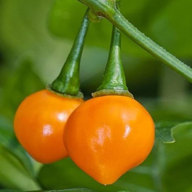 

Cabe hias jenis YELLOW WHITE red CUPHETINHO