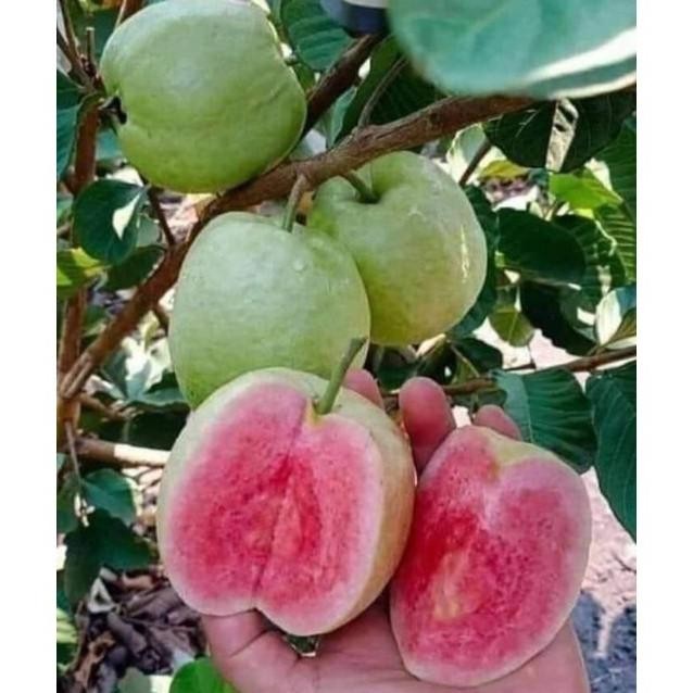 UNGGULAN Bibit jambu Red diamond/ kristal merah