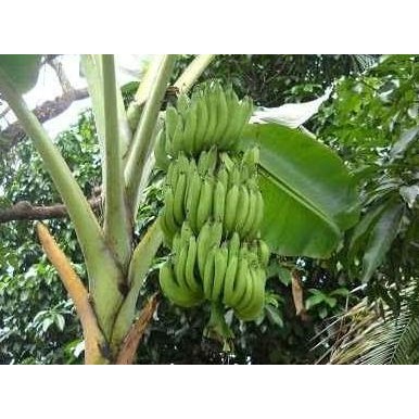 

BIBIT TANAMAN BUAH PISANG RAJA NANGKA GBTM13 NOW AZZ FRESS
