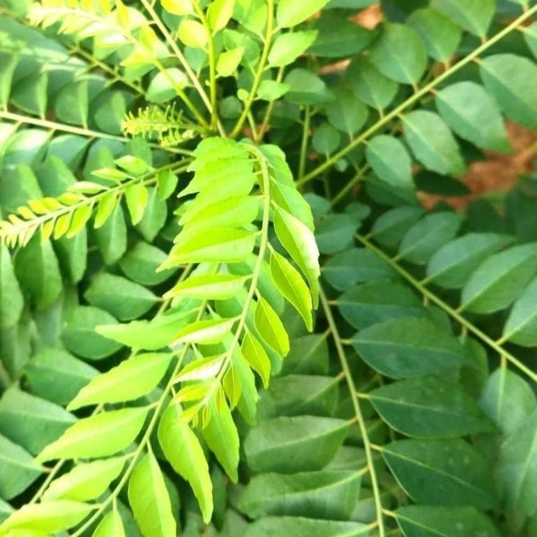 

Daun Kari Salam Koja Segar 15 Tangkai