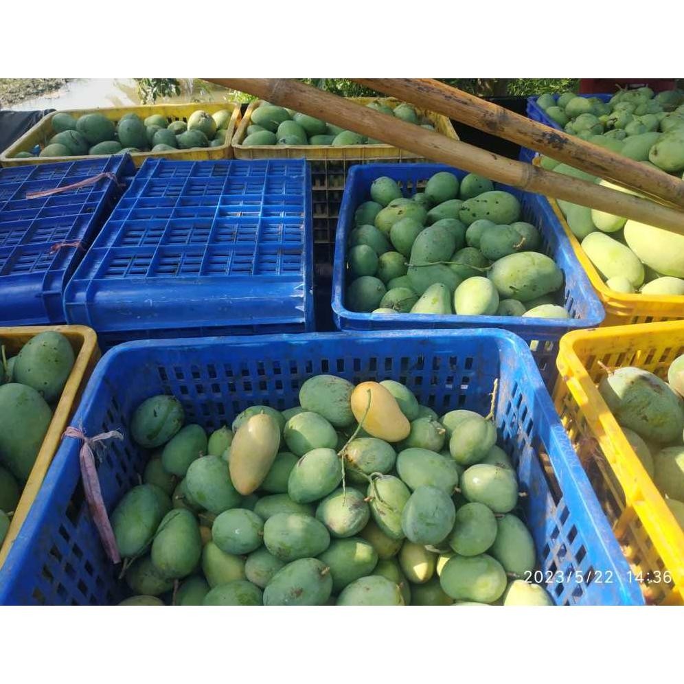 

Terbatas Mangga Muda 1Kg Jenis Gadung/Harum Manis/Alpukat