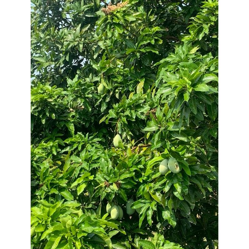

Dapatkan Mangga Muda Fresh Langsung Petik Pohon Pengiriman Tercepat