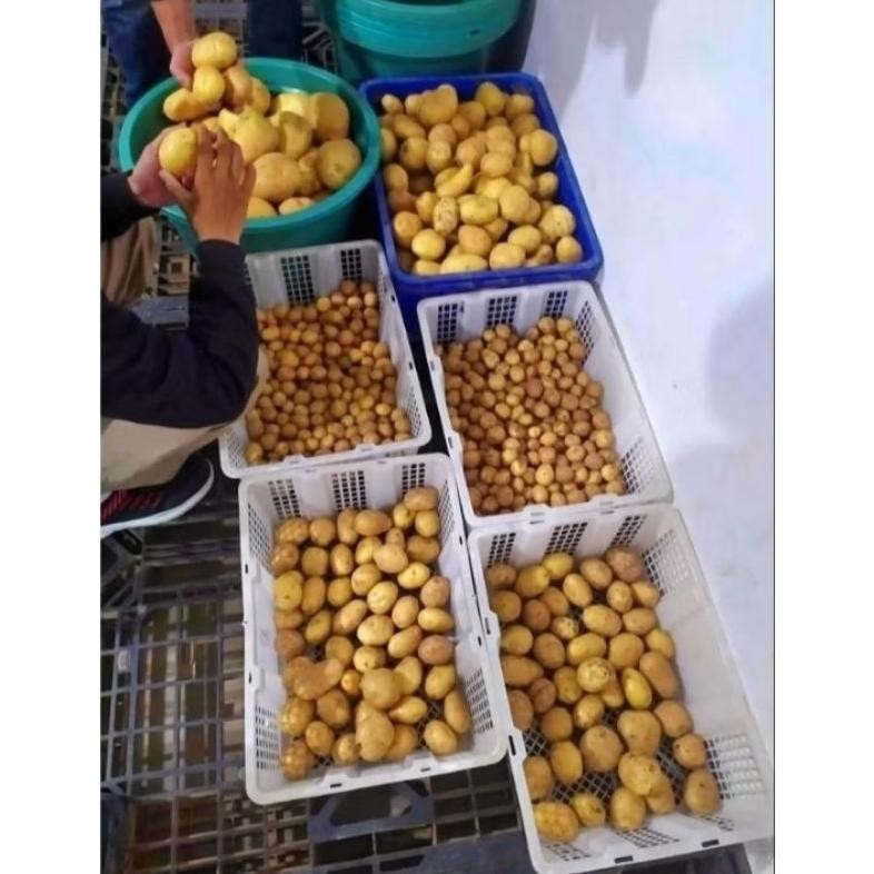 

Berkualitas Tinggi Kentang Super Segar Dieng Ukuran (Sedang 1Kg)