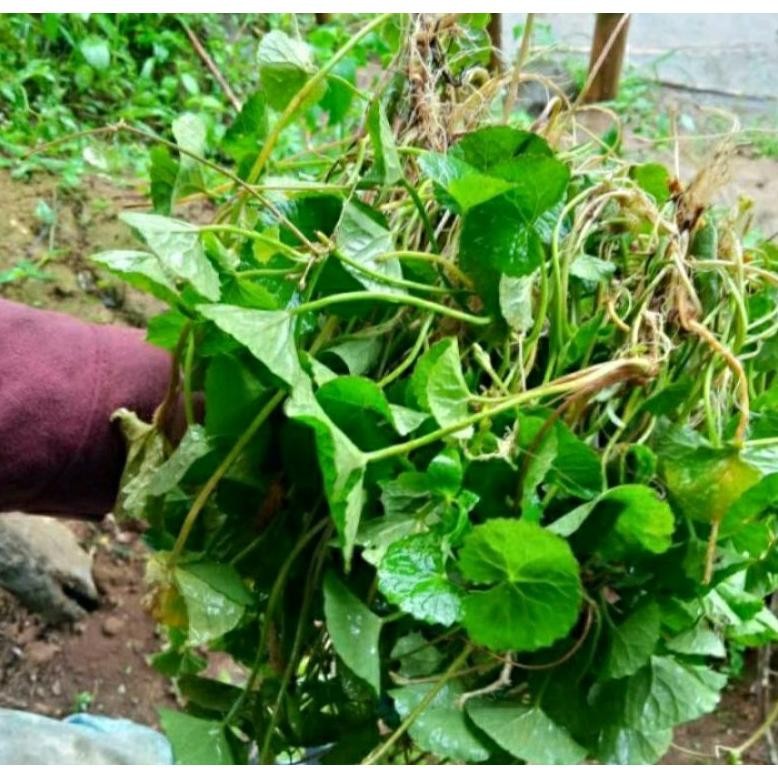 

Terpercaya Daun Pegagan Segar (Antanan) Perikat 200 Gram