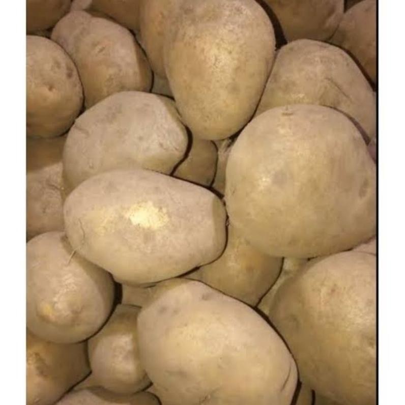 

Bermutu Kentang Dieng 500Gram Segar Kualitas Terbaik Khas Wonosobo