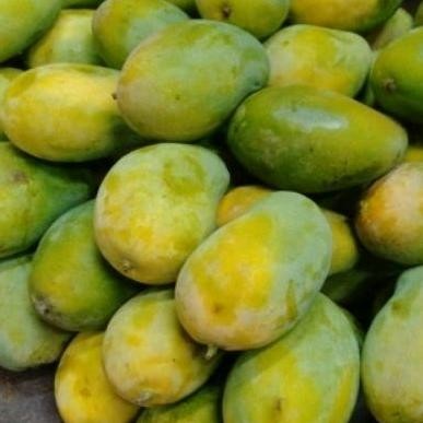 

Eksklusif Mangga Harum Manis
