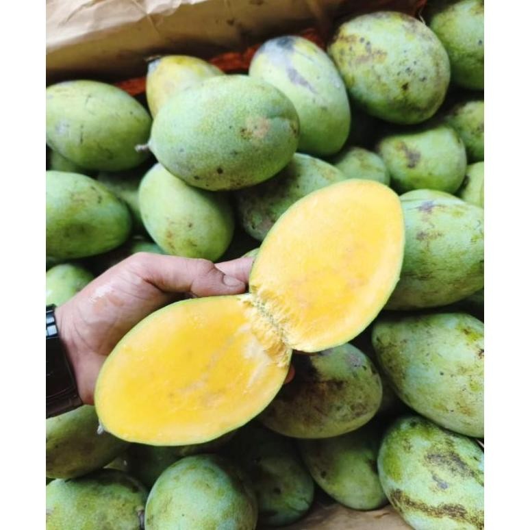 

Mampu Bersaing Mangga Manalagi Matang