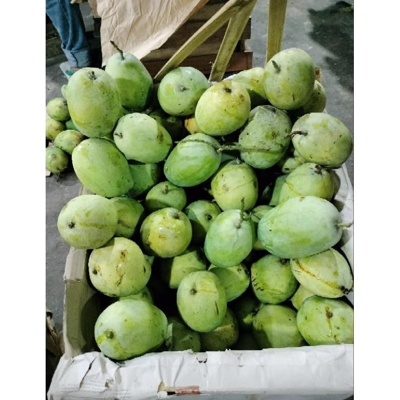 

Kualitas Terbaik Mangga Indramayu (500 Gram)