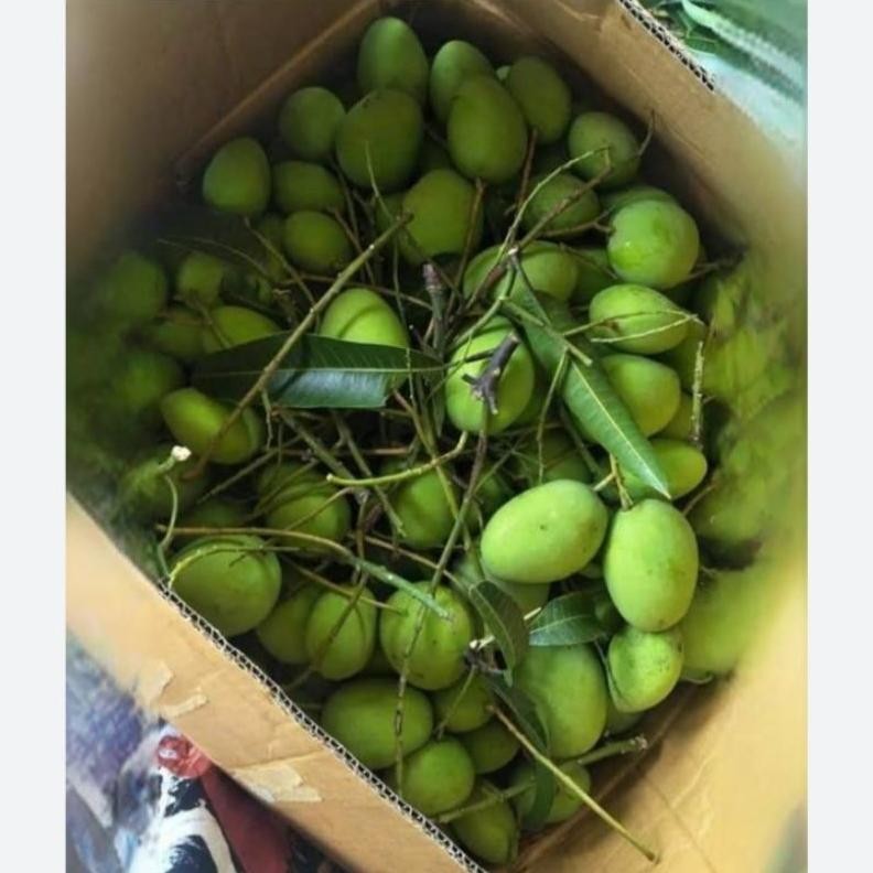 

Mudah Mangga Muda Rujak Segar 1Kg Renyah Asam