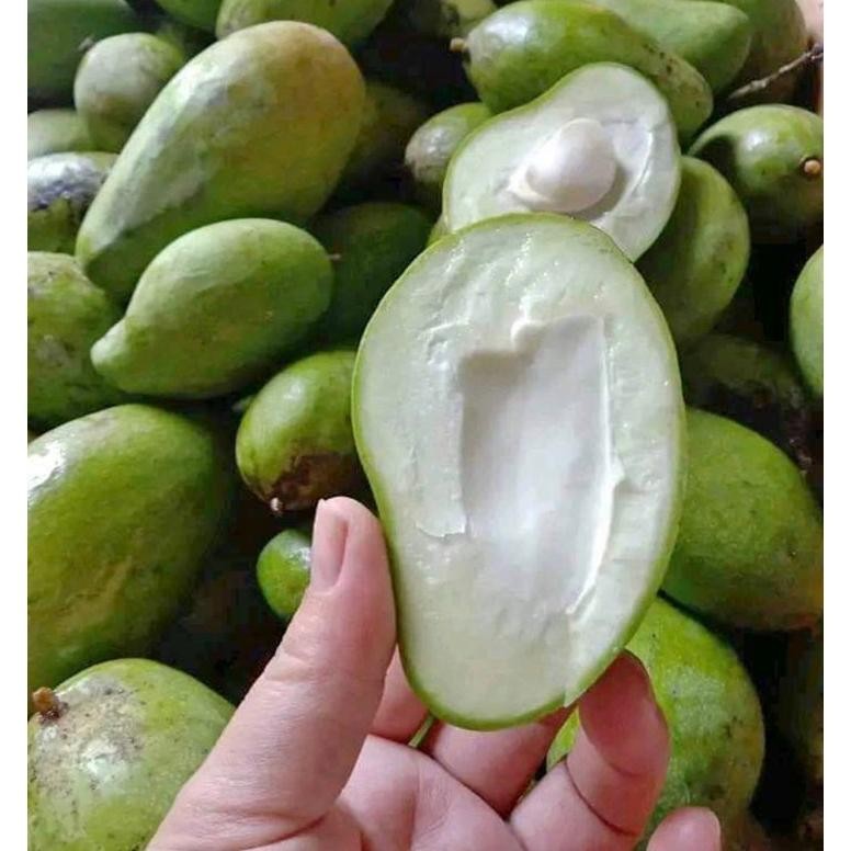 

Termurah Buah Mangga Muda Mangga Rujak Mangga Asinan Garing 1Kg