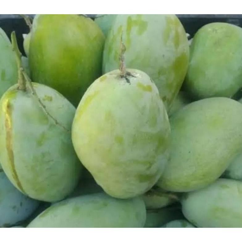 

Solusi Mangga Indramayu (500 Gram)