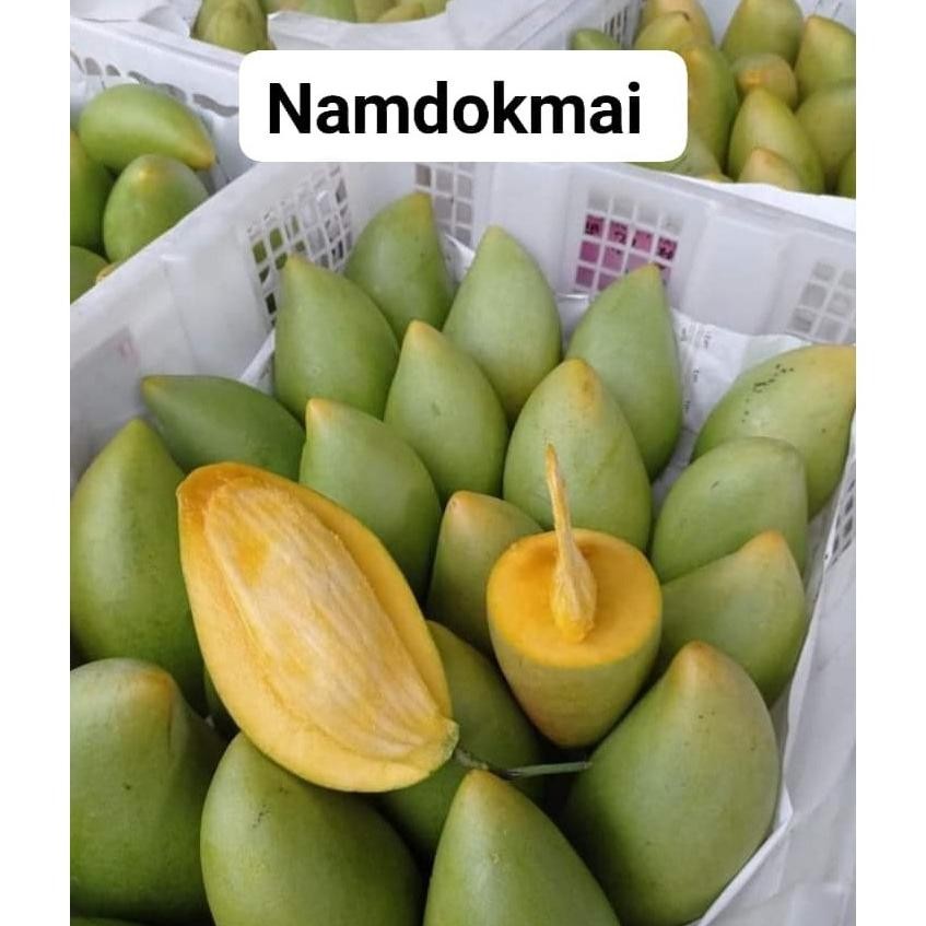 

Special Mangga Okyong Muda Atau Yg Tua 1Kg Isi 4,5,6 Bisa Reques Capur