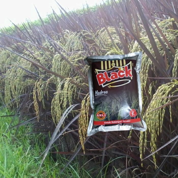 Benih Padi Black Madras blek madras padi warna hitam ungu Promo