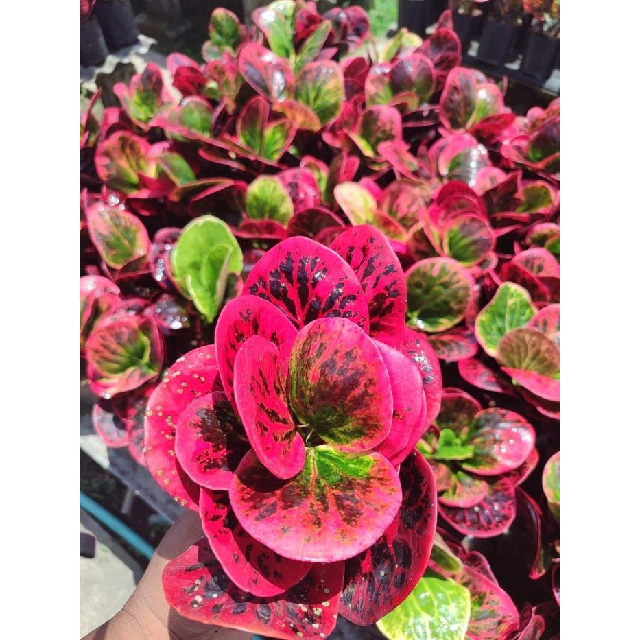 Puring Apel Busarin Original Promo