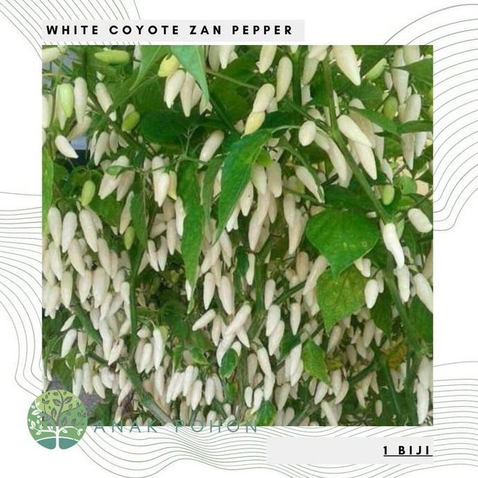 Benih / Bibit / Biji - Cabai White Coyote Zan Pepper Seeds murah