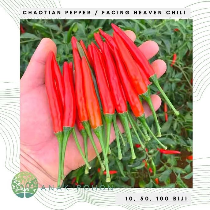 Benih Bibit Biji - Cabai Chaotian Pepper Pepper Seeds murah