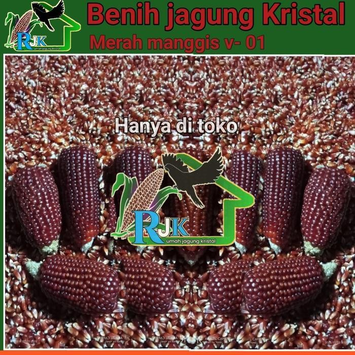 Benih jagung kristal Merah manggis Diskon