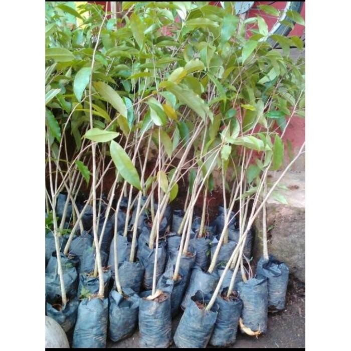 Asli 3Tanaman Bibit Pohon Gaharu Super Siap Tanam Murah