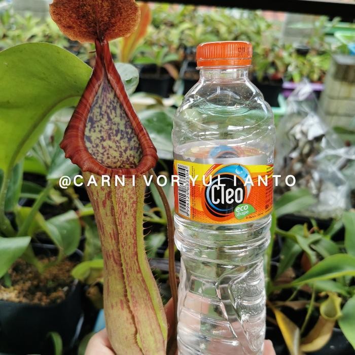 Nepenthes Alata Giant x Nepenthes Truncata Promo