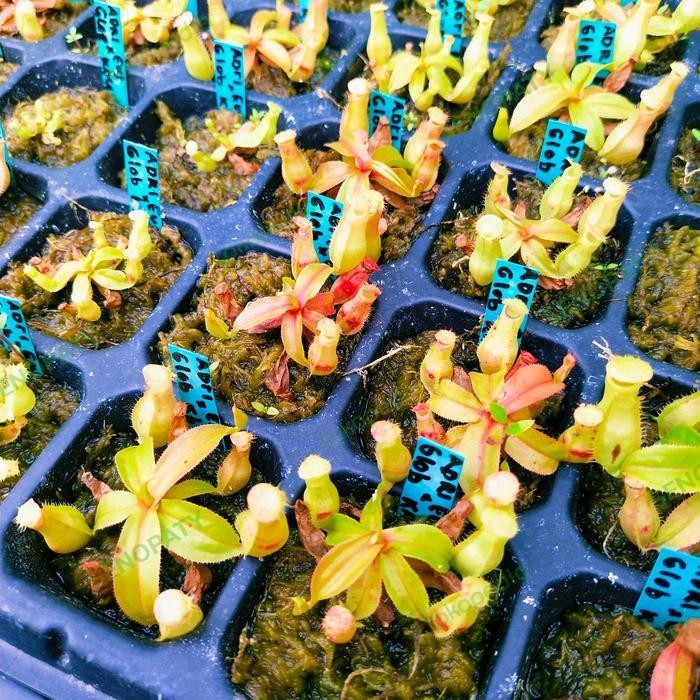 Kantong Semar Nepenthes Adrianii Eustasa x Globosa Khasiana Promo