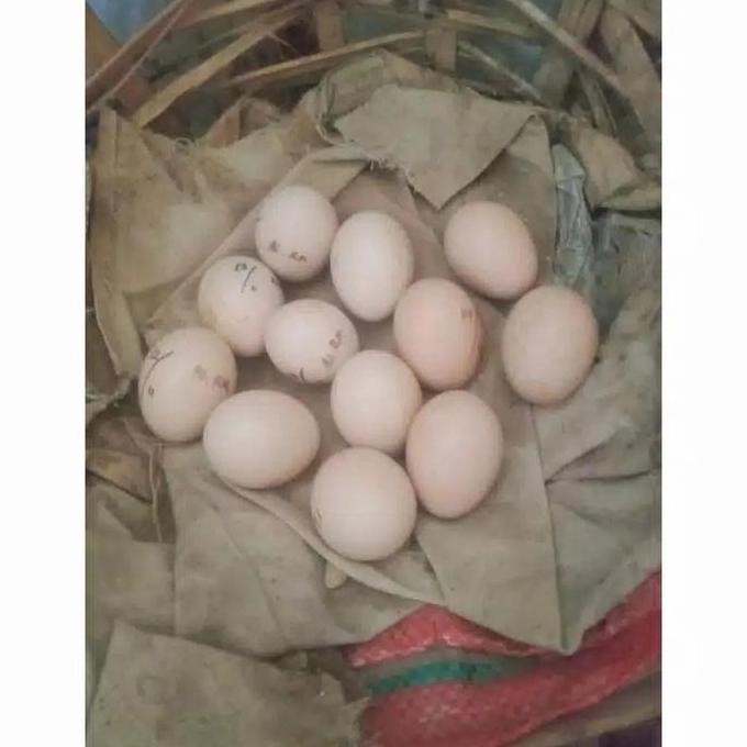 

TELUR AYAM HUTAN HIJAU ORI ASLI MURAH VERTIL