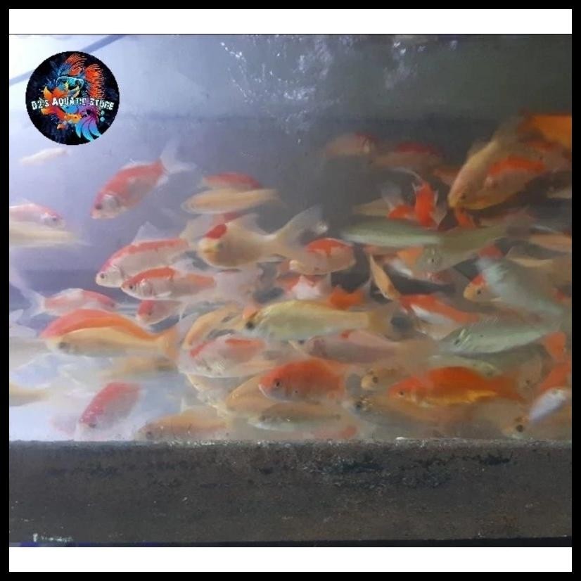 PAKAN PREDATOR IKAN MAS PERKANTONG / IMAS HIDUP / PAKAN HIDUP