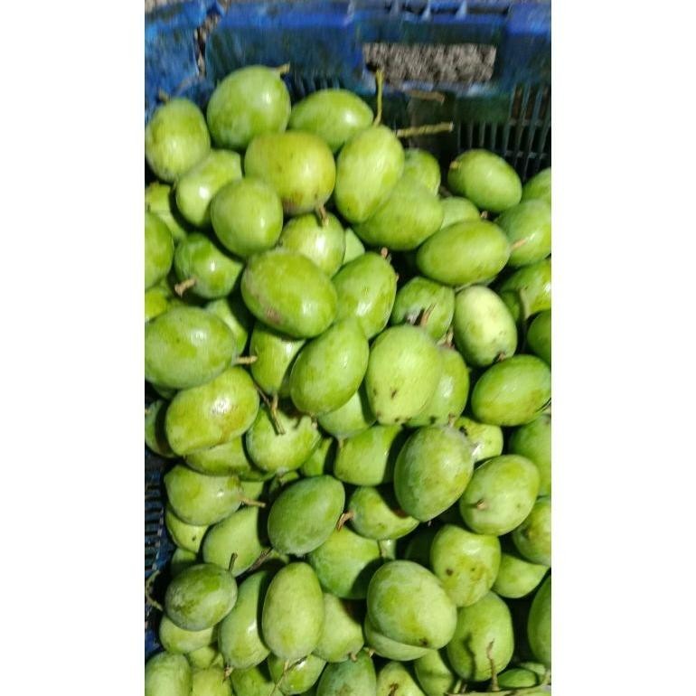 

Tahan Lama Mangga Muda 1 Kg/ Mangga Rujak/ Rujak/ Buah Mangga/Buah Segar