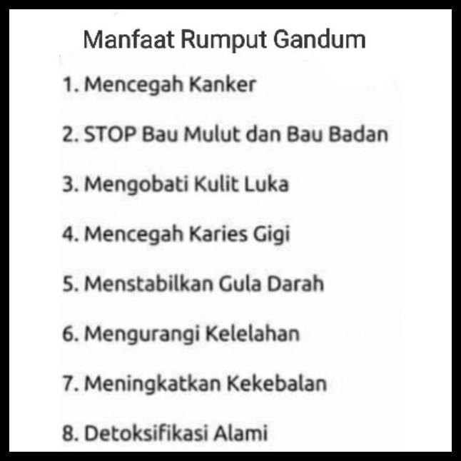 1 KG BENIH BIJI GANDUM BERSIH - PUTIH - COKLAT - WHEATGRASS - BENIH RUMPUT CEMILAN KUCING&ANJING / C