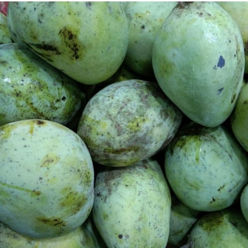 

Nikmati Mangga Indramayu Rujak Segar 1Kg