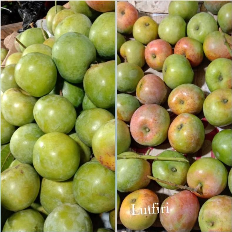 

Berkualitas Mangga Apel Mentah 1 Kilogram ( Rasa Masam / Asam ) Pas Buat Di Rujak Dan Di Makan Segar Mangga Muda Mantap Asam Asem