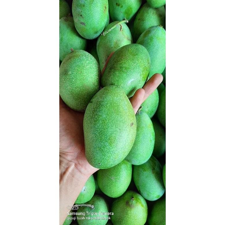 

Berkualitas Mangga Manalagi Madu Manis
