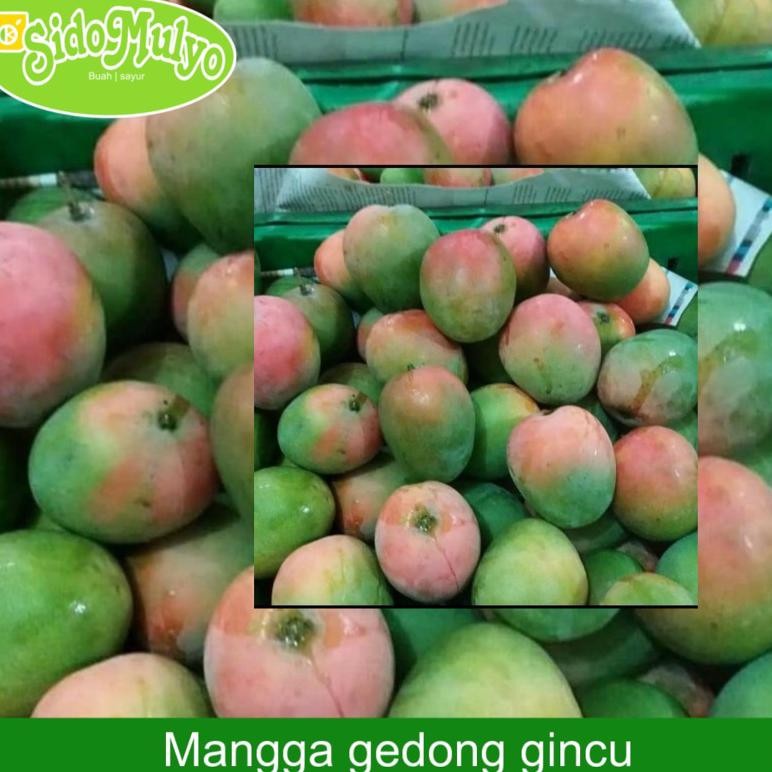 

Penuh Inovasi Mangga Gincu Super 1Kg (Premium) | Ud Sidomulyo Buah