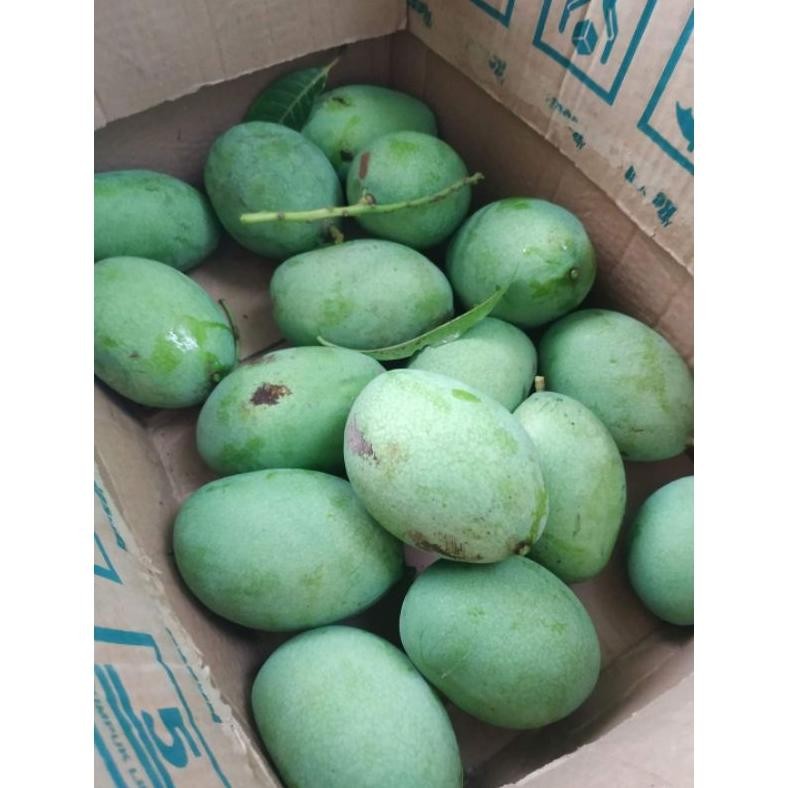 

Wajib Miliki Mangga Manalagi Matang