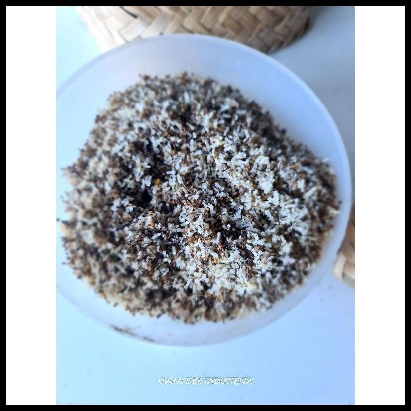 KROTO SEGAR UNTUK BURUNG/ UMPAN PANCING