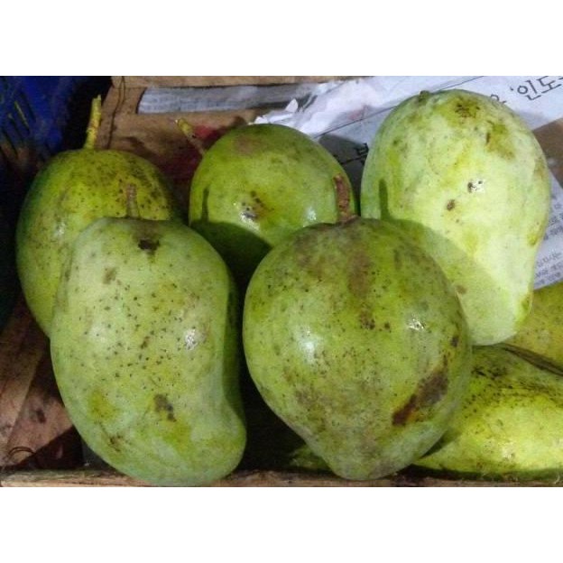 

Fitur Lengkap Promoooo Kembali Buah Mangga Cengkir 1Kg|Untuk Rujak|Mangga Muda|Nuri Fruits|Buah Segar Bandung