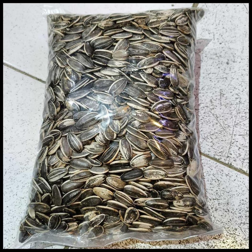 KUACI BIJI JUMBO BUNGA MATAHARI MENTAH - SUNFLOWER SEED -PAKAN HAMSTER - BURUNG KWACI CURAH KAYA KUA