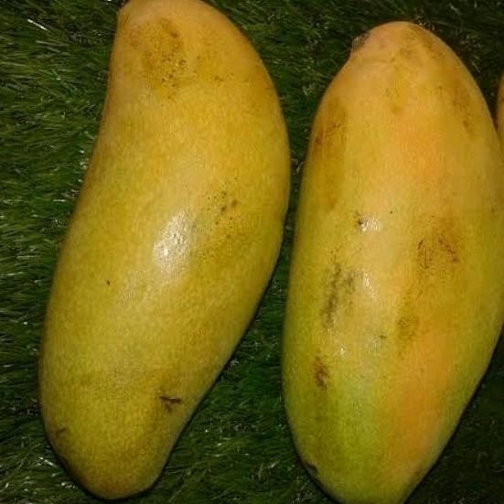 

Luar Biasa Mangga Golek Super Manis 1 Kg