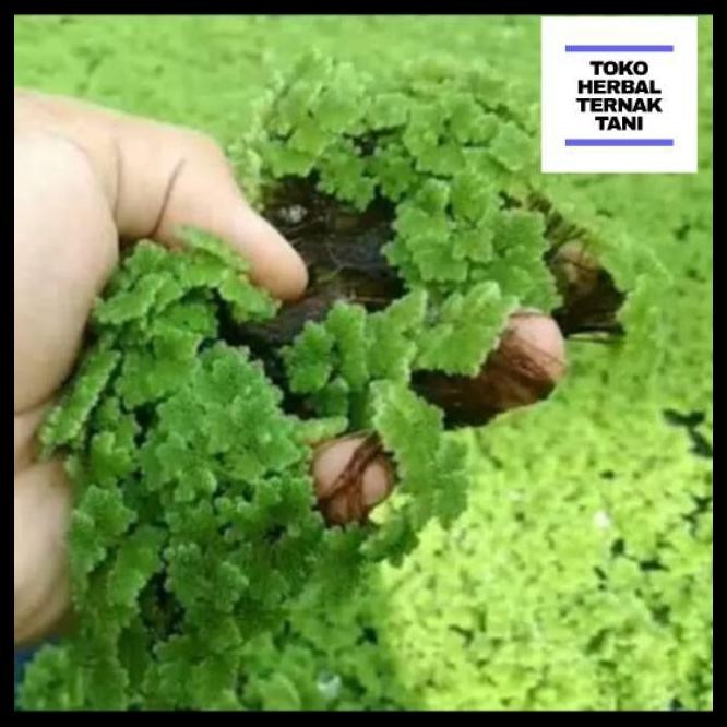 BIBIT AZOLLA AZOLA MICROPHYLA PINNATA PAKAN IKAN 100 GRAM