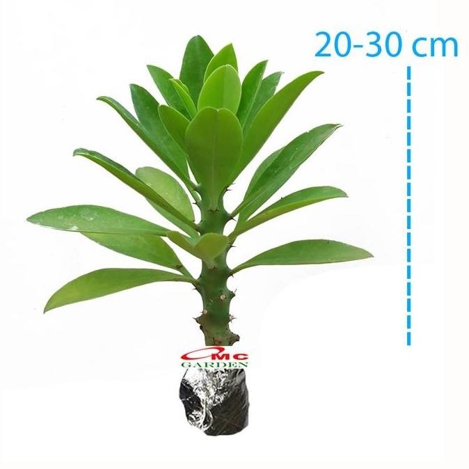 Bibit Pohon Euphorbia Neriifolia Kaktus Sukulen Tanaman Sudu Sudu 2030 Produk Lengkap
