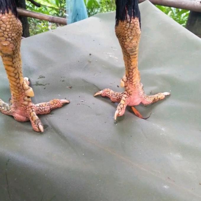 

TELUR AYAM PAKHOY REDBULL VERTIL SIAP DI TETASKAN JAMINAN SUPER OIGINAL BERGARANSI