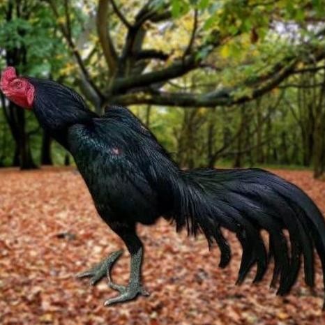 

TELUR AYAM PAKHOY BRAKOT VERTIL SIAP DI TETASKAN JAMINAN SUPER OIGINAL BERGARANSI