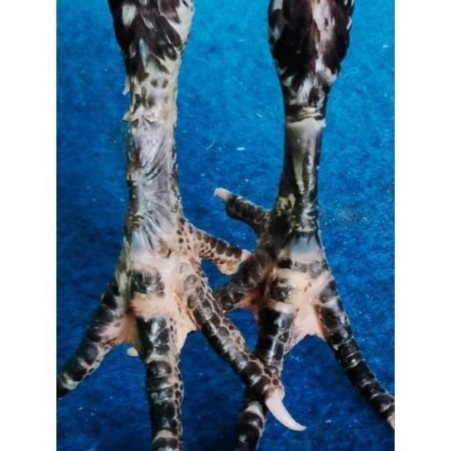 

TELUR VERTIL AYAM GANOI/TELUR AYAM KAKI GUNUNG/TELUR AYAM KAKI SETAN