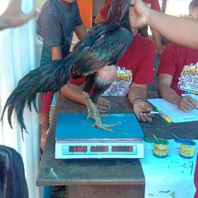 

TELUR AYAM PAKOY VERTIL BLACBULL X SUPERCOCK