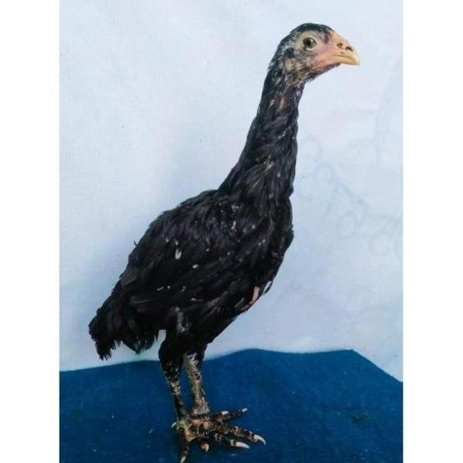 

TELUR VERTIL AYAM GANOI/TELUR AYAM KAKI GUNUNG/TELUR AYAM KAKI SETAN